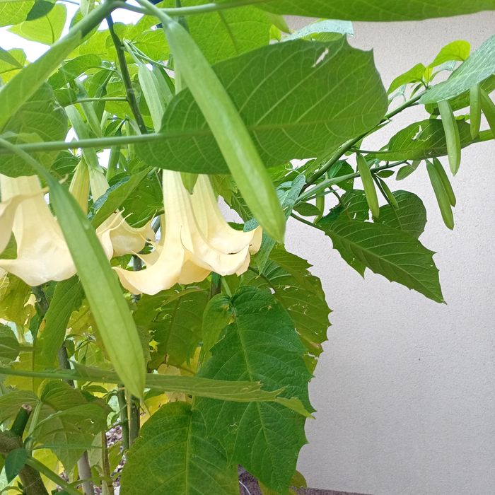 Patyczek datury różowa i żółta