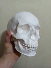 Гипсовая модель  черепа