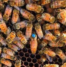 Продам бджіл та бджолопакети (бджолосім'ї) "Бакфаст"