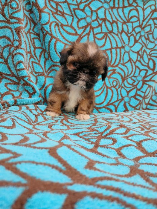 Яркий, нарядный мини мальчик