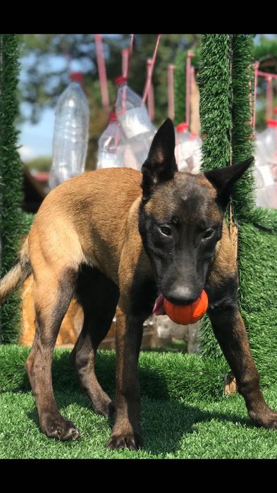 Бельгійська вівчарка