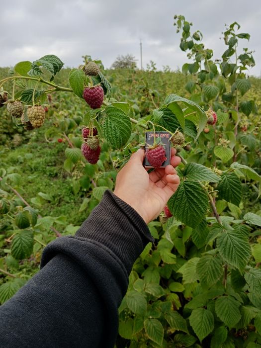 Саджанці малини Полісся