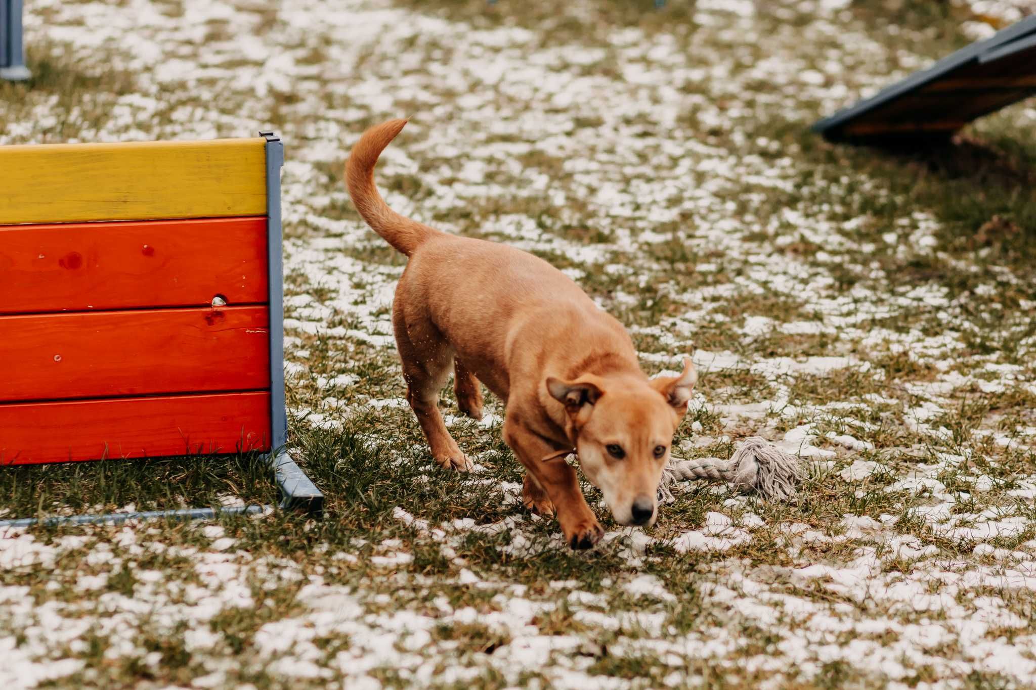 Roczny, 14-kg Chaps poleca się do adopcji!