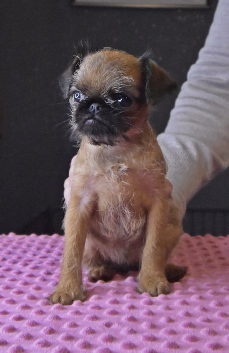 Gryfonik Brukselski Suczka FCI