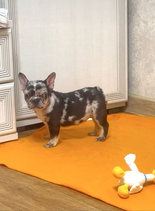 Хлопчики та дівчатка з шикарною генетикою!