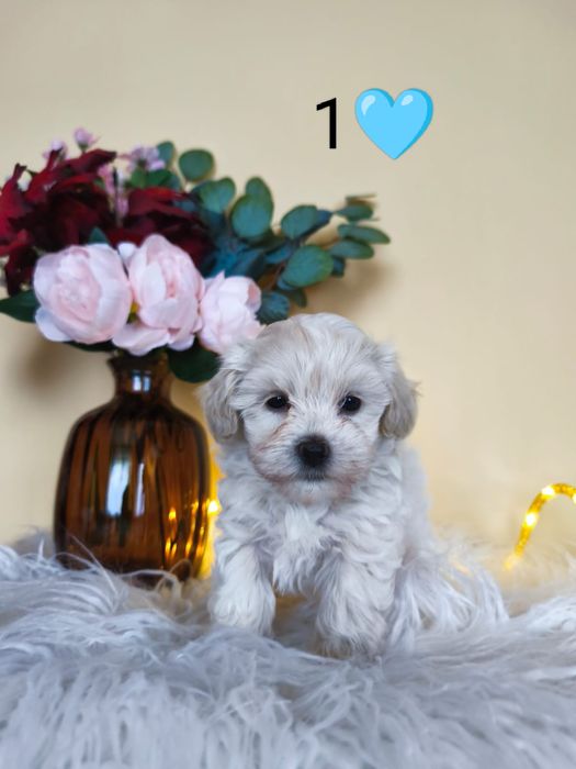 Unikatowy bajeczny XS chłopiec czarodziejek Maltipoo Badania rodowód