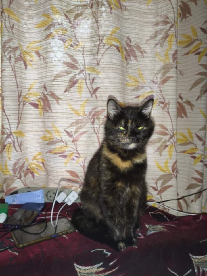 Перетримка котів