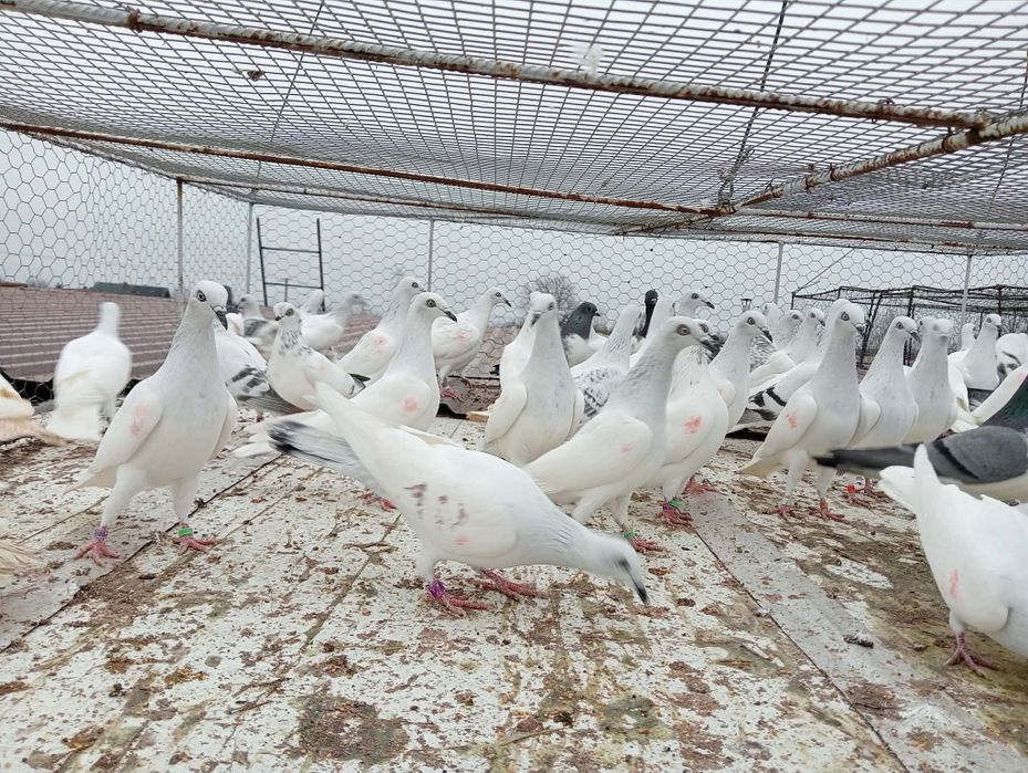 Gołębie jasne karpiaki, pasiaki