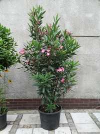 Oleander wysoki 230cm
