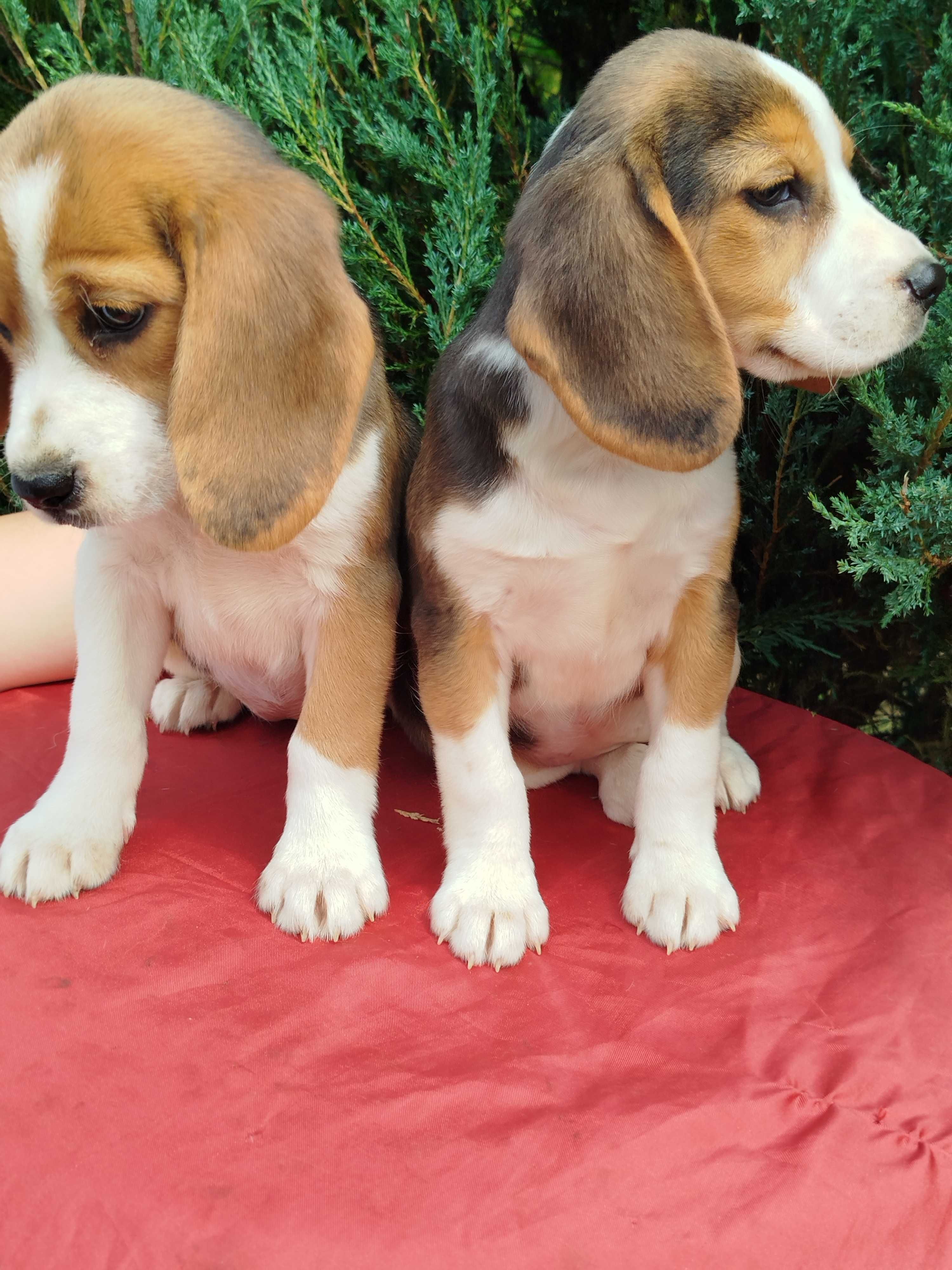Beagle szczenie tel.-5.7.5.3.0.2.0.3.9.