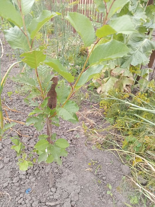 Саженцы вишни Мичуринки