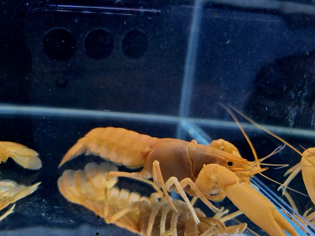 Rak morelowy Rak cherax holthuisi raki akwariowe dorosłe