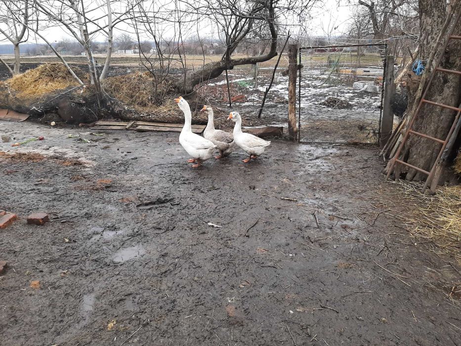 Яйця гусей породи холмогори