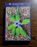Puzzle Bluebird 500 elementów - Bird Flower - papugi F-90876