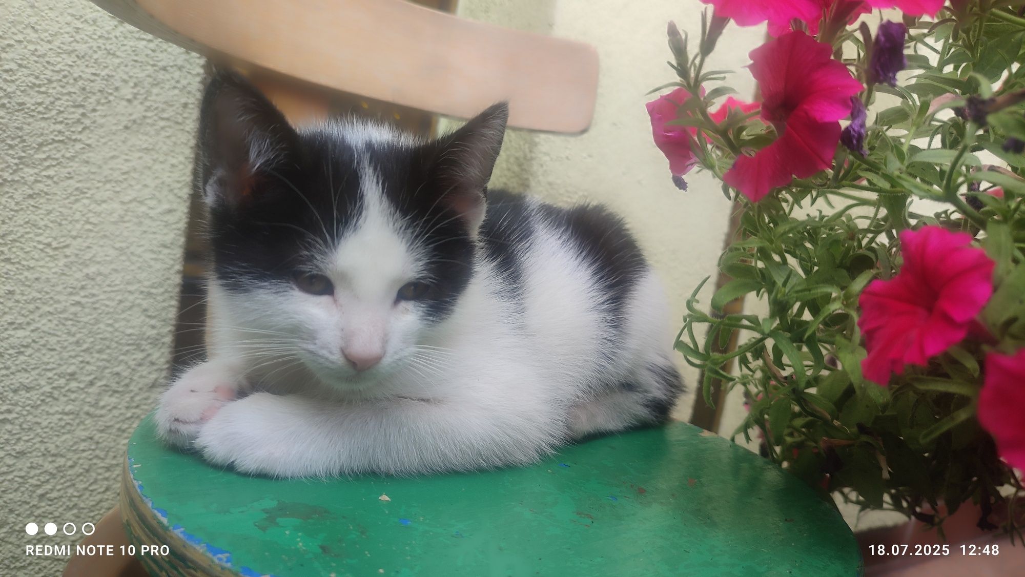 Puszyste kotki - oddam w dobre ręce