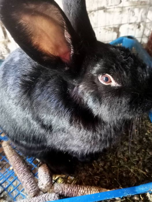 Продам кітних кролиць тиждень до окролу