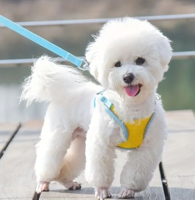 Поводок, шлея для собак