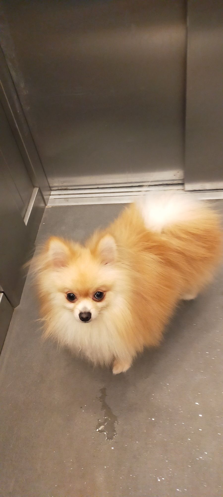 Szpic Miniaturowy Pomeranian Reproduktor