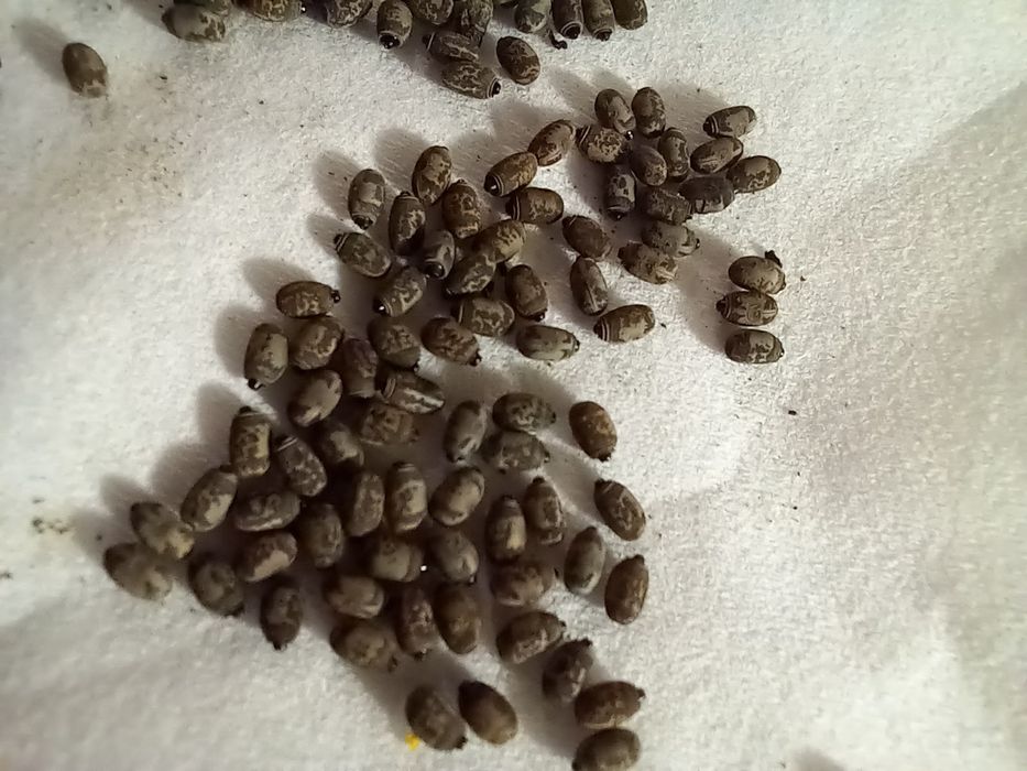 Яйця паличників.