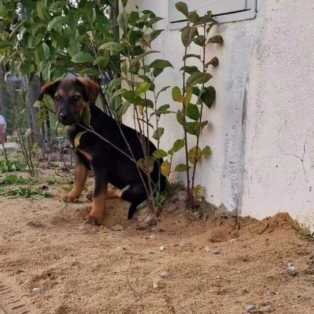 Cachorros lindos com 3 meses para adopção responsável