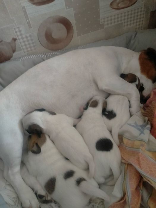 Продаю собачок джек расел