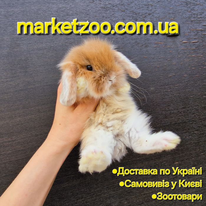 Шикарний міні лайон лопчик