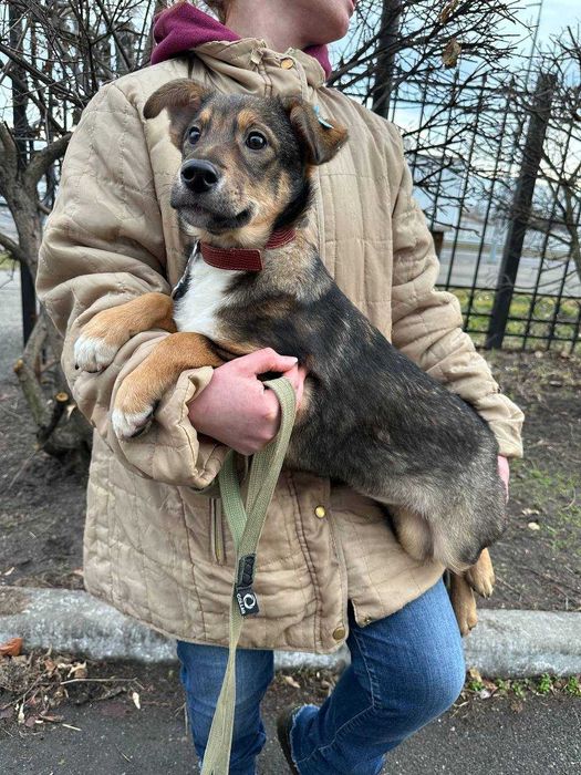 Цуценя, 5 місяців, дівчинка