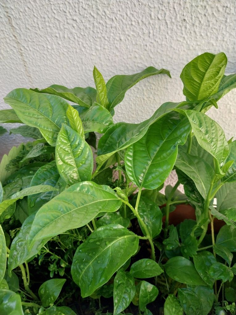 Plantas de maracujá roxo.