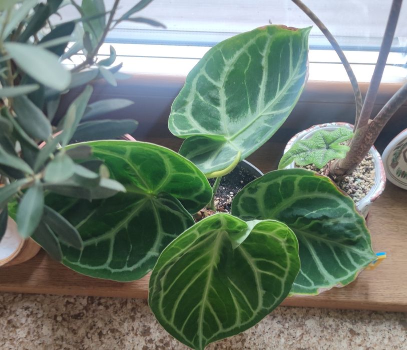 Антуріум Сільвер Блаш (Anthurium Crystallinum Silver Blush)