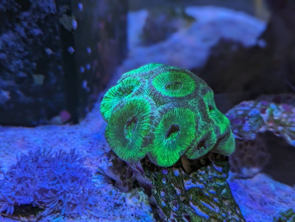 Koralowiec Favites Green Fluo