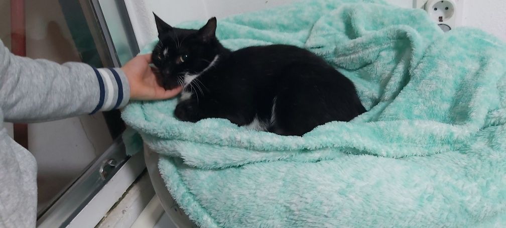 Gatinha dócil esterilizada para adoção