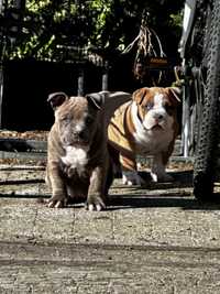 American Bully pocket