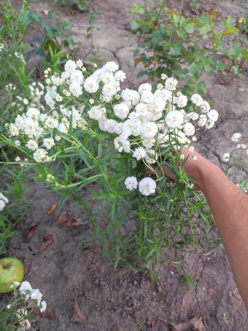 Гіпсофіла махрова, (Жемчужниця), Квіти для букету
