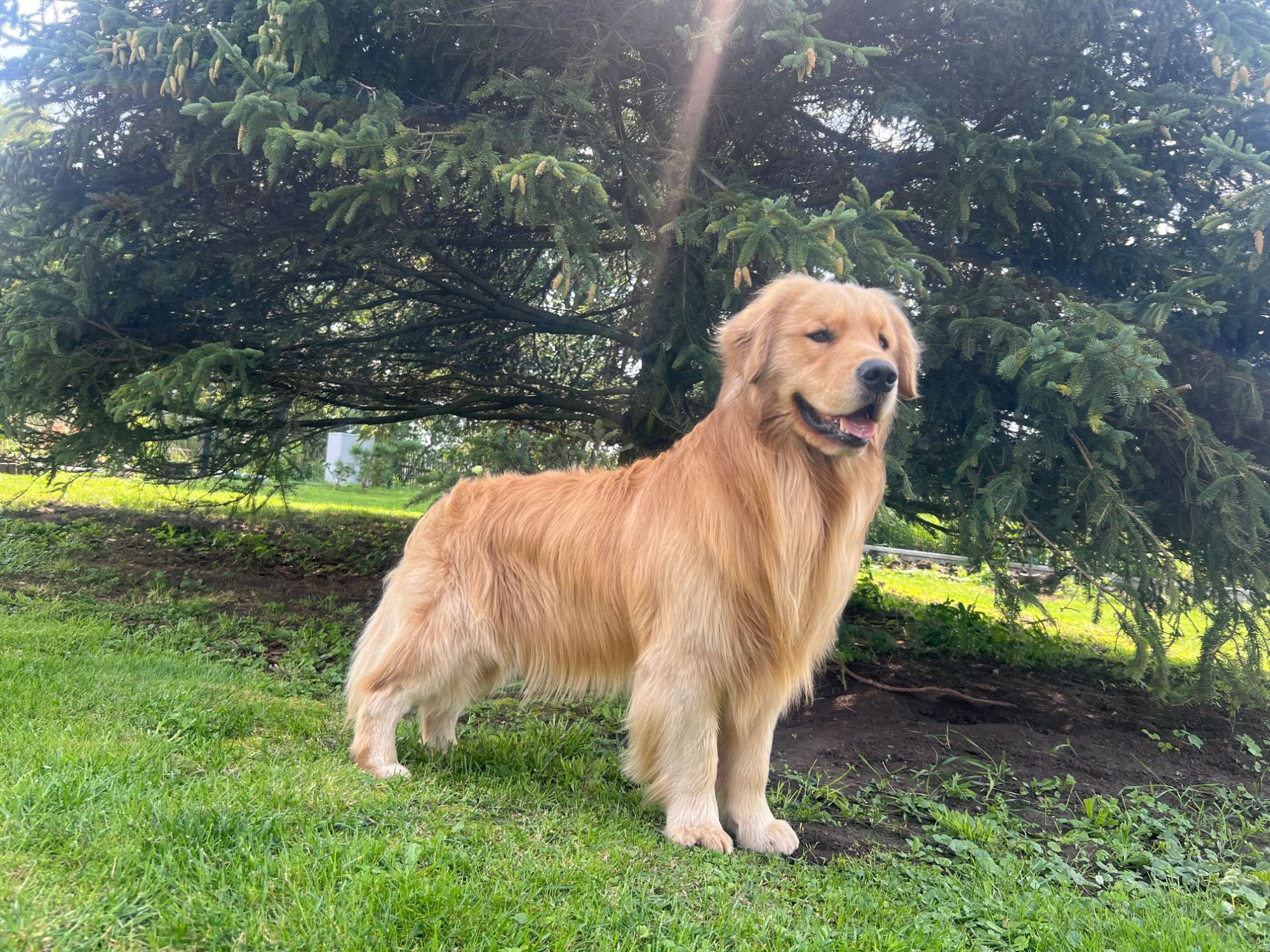 Reproduktor Golden Retriever FCI ZkwP Linia Amerykańska