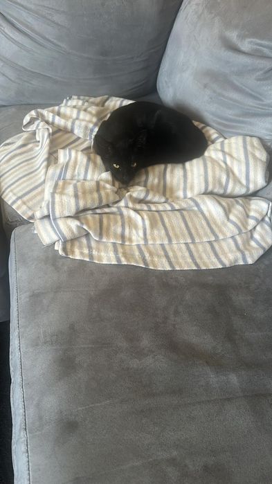 Adoção conjunta de gatinhos
