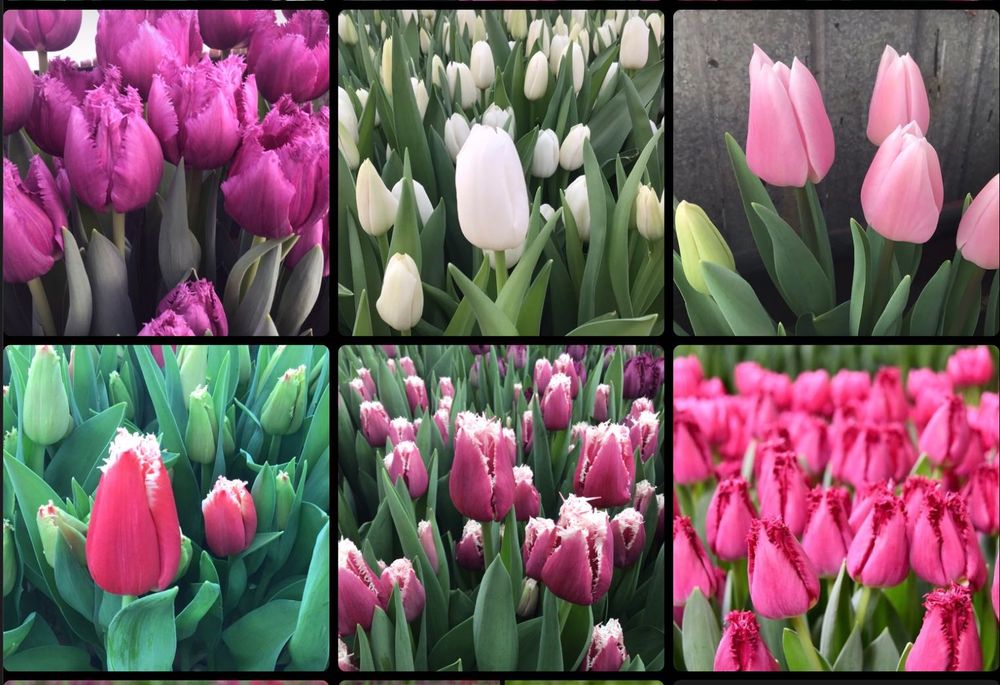 Б/у луковицы, цибулини (детки) тюльпанов после выгонки