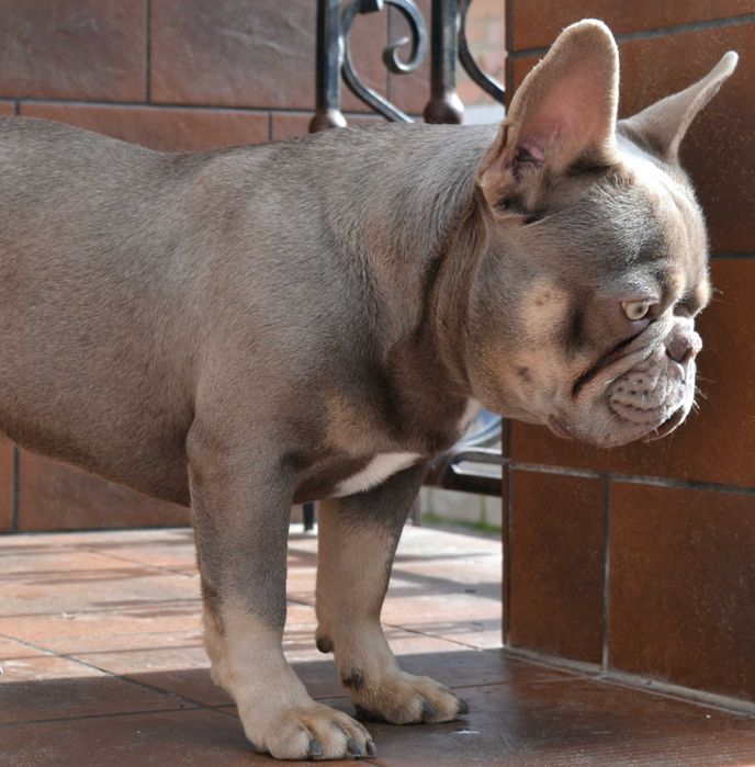 В'язка. Продажа . Французький бульдог Ізабелла тан