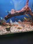 Piranie Red pacu