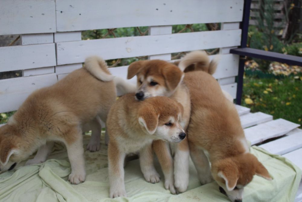 Вірний друг. Акіта іну. З документами КСУ