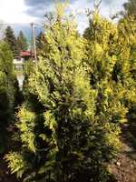 Tuja złocista, (Thuja occidentalis Aurescens) 190-210 cm w donicy