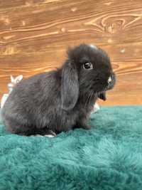 Kroliczki Mini Lop