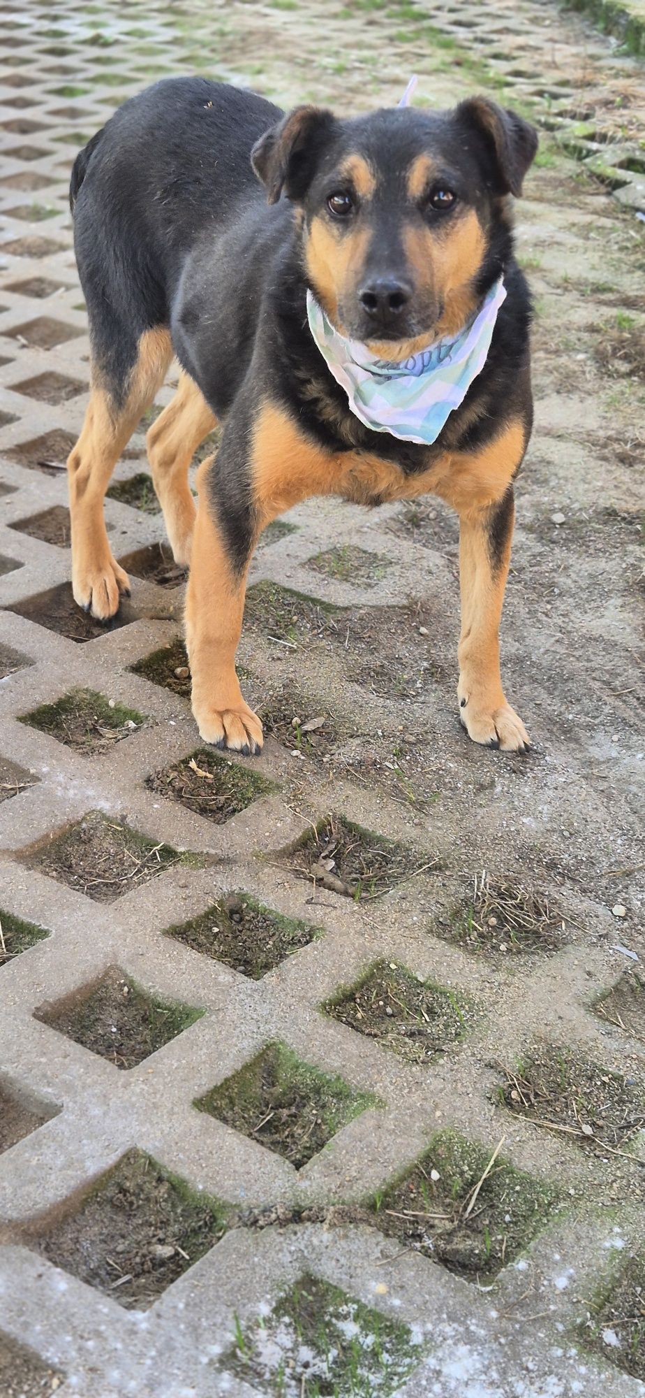 Piesek okolo 7 lat