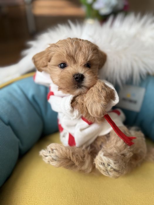 Мальтипу міні vip якості