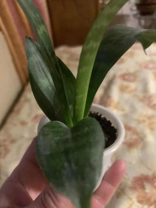 Продам сансеверіі