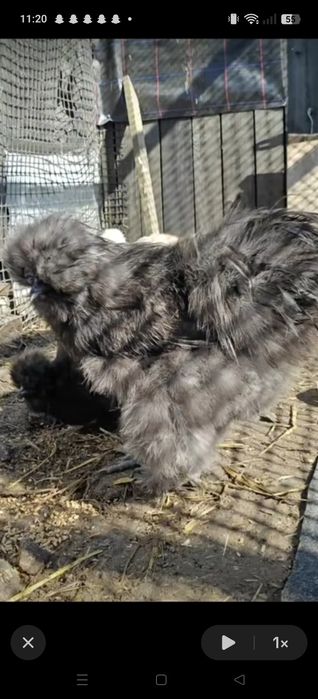 Parka silek jedwabistych