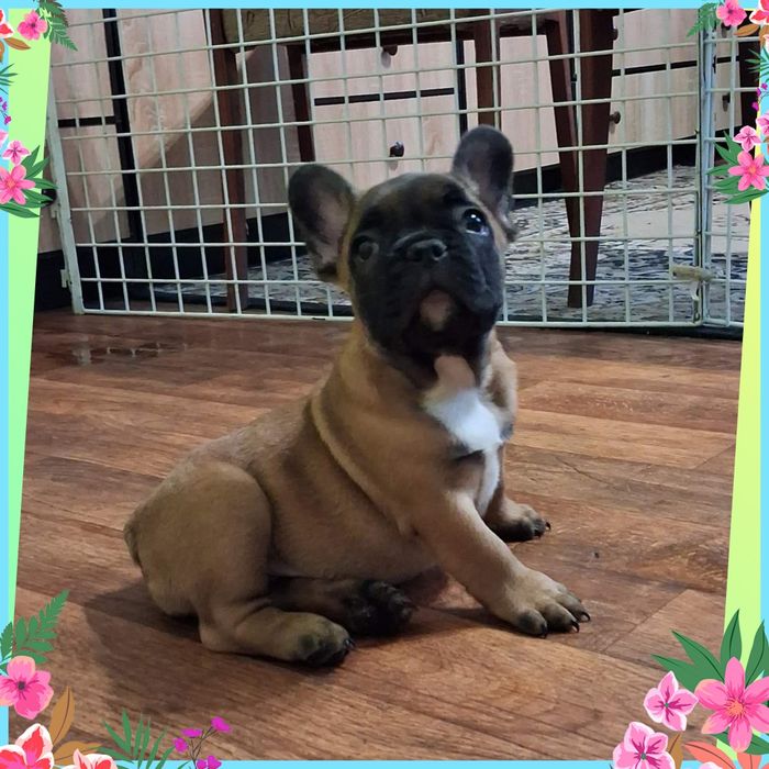 Грайливі малятка