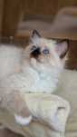 Ragdoll kotka seal mitted