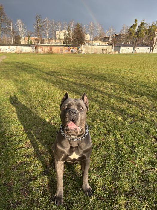 Вязка Кане Корсо