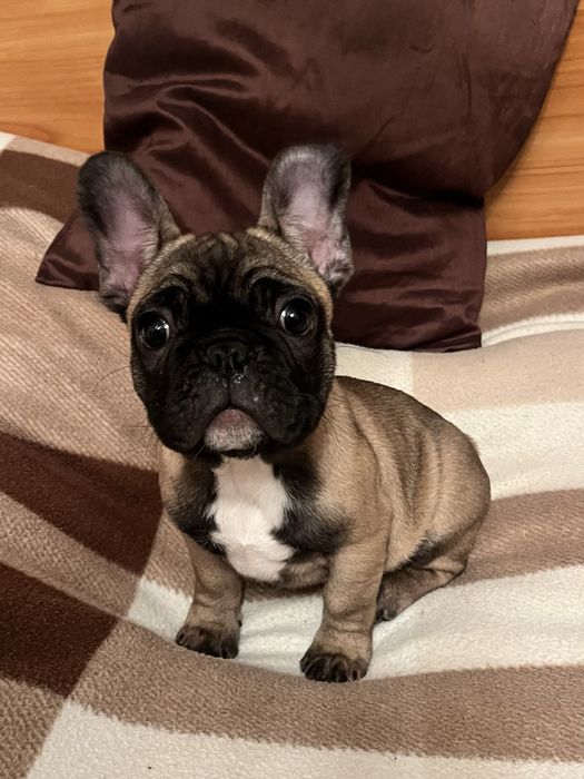 Цуценята французького бульдога!