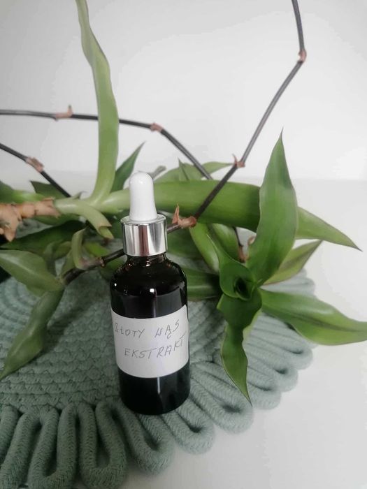 Ekstrakt ze złotego wąsa złoty wąs